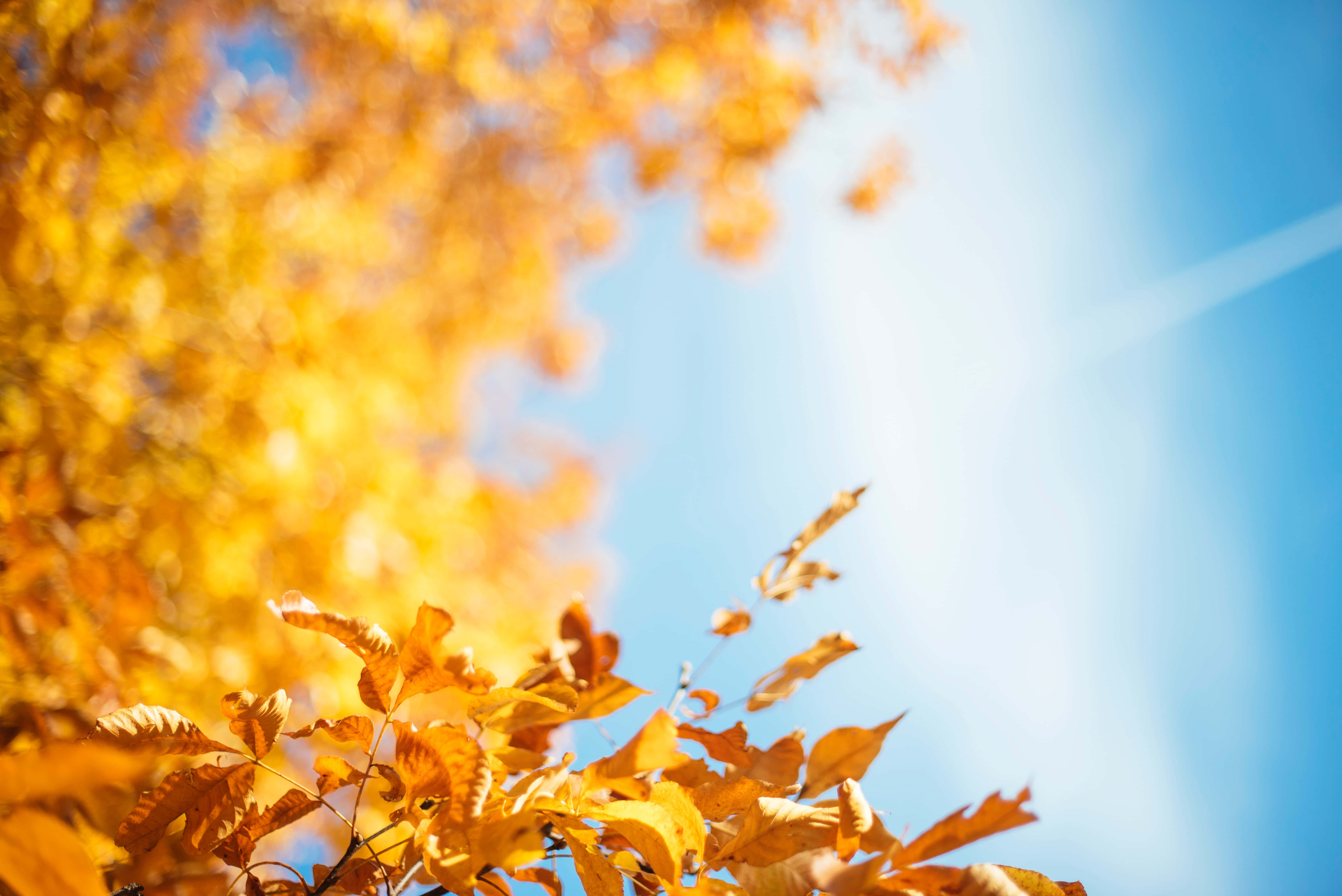 New England Autumn, golden autumn leaves, bright blue sky, 5K Desktop Wallpaper