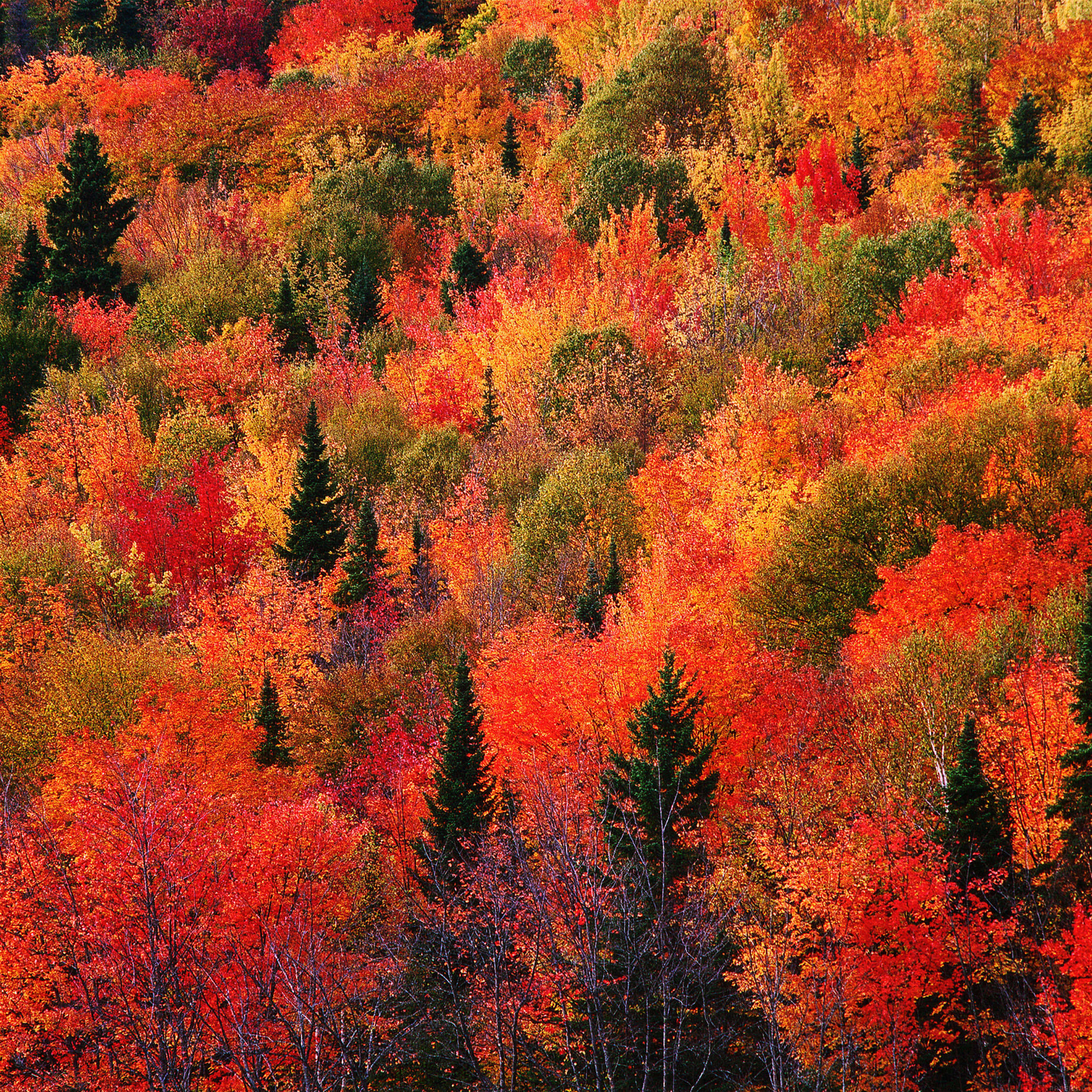New England Autumn, fiery red orange, gold, Full HD Desktop Wallpaper