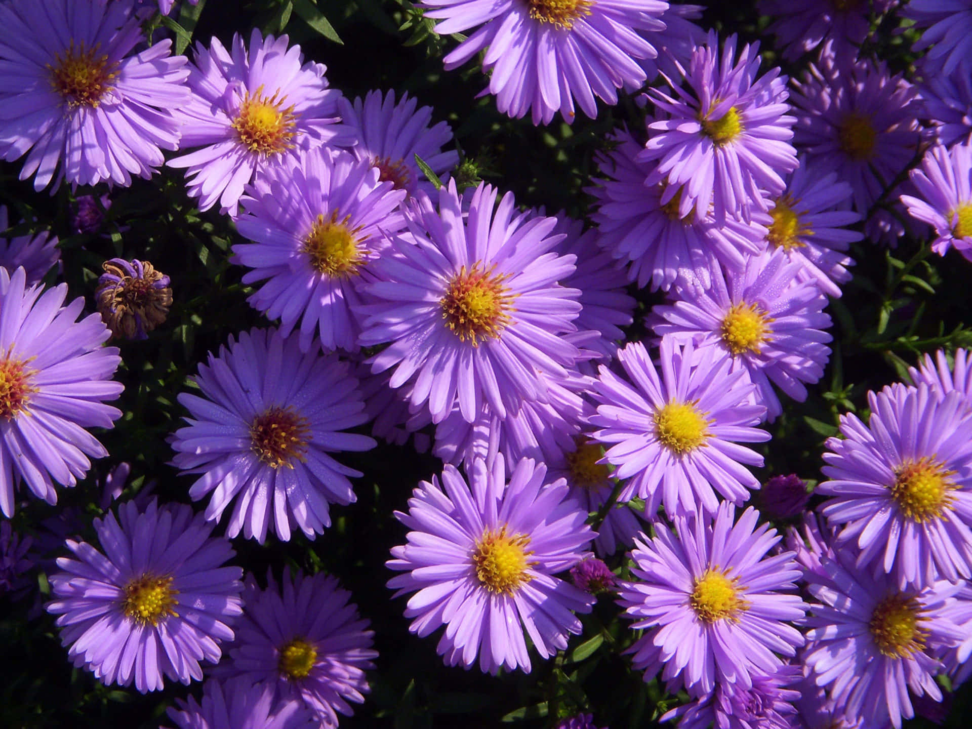 New England Summer, purple asters, yellow centers, Full HD Desktop Wallpaper