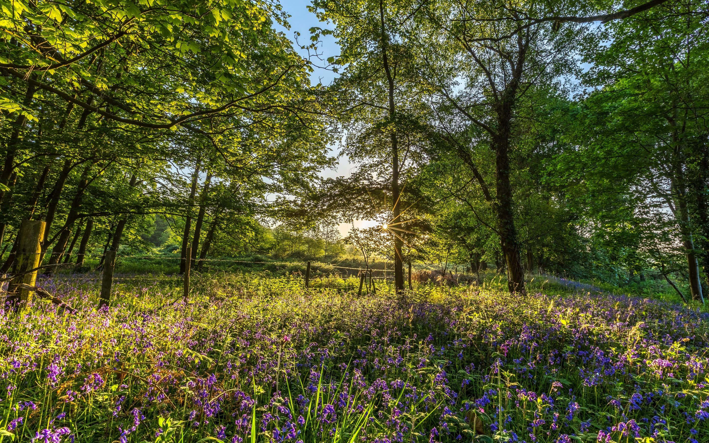 New England Summer, purple bluebells, lush green forest, 2K Desktop Wallpaper