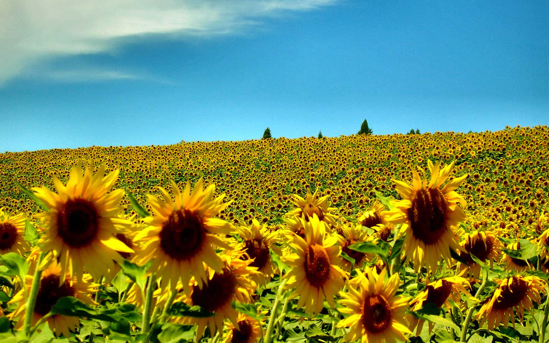 Sunflower Field, New England Summer, rolling hill, Full HD Desktop Wallpaper