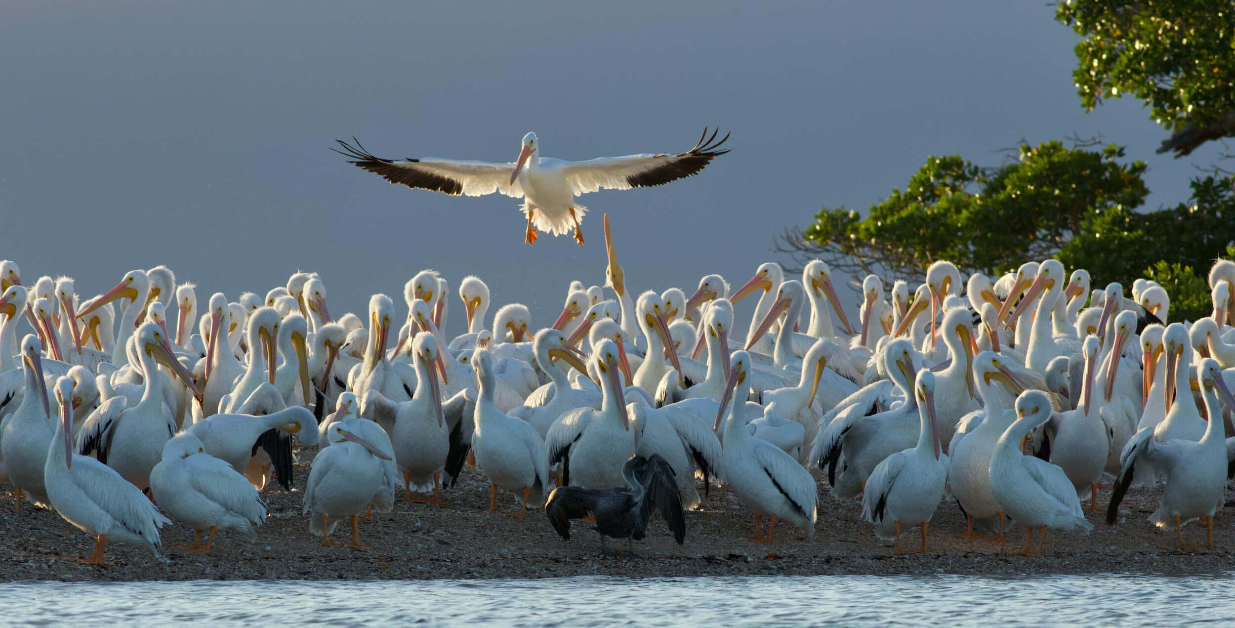 white pelican, dense flock, shoreline, Full HD Desktop Wallpaper