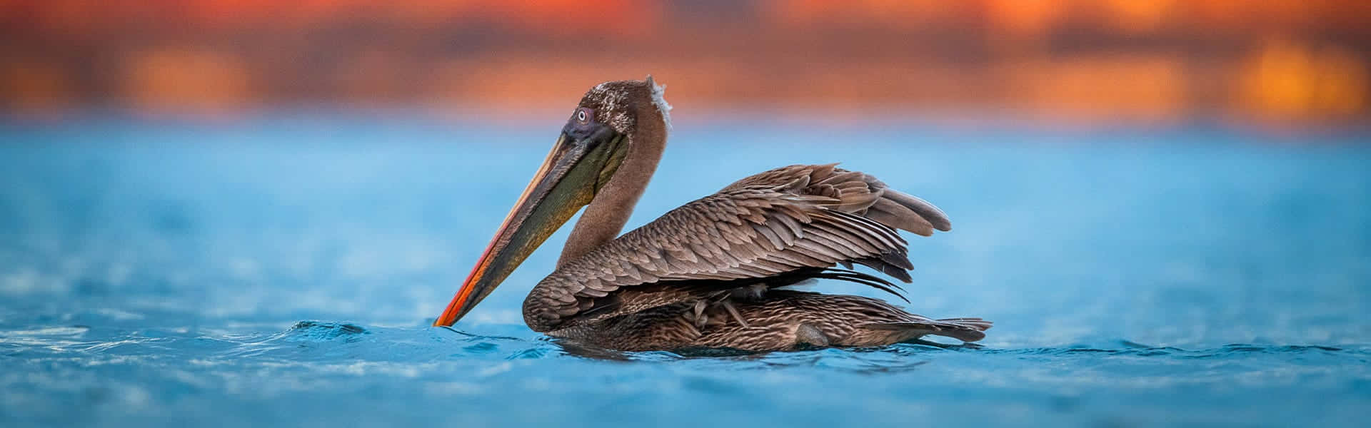 brown pelican, calm blue water, warm orange sunset hues, Full HD Desktop Wallpaper