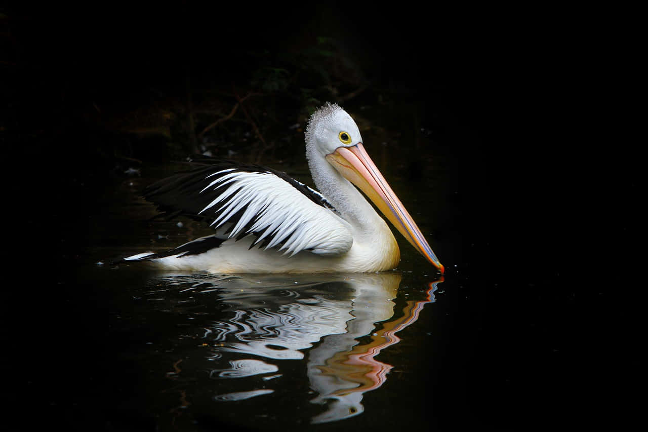 white pelican, black wingtips, dark water, HD Desktop Wallpaper
