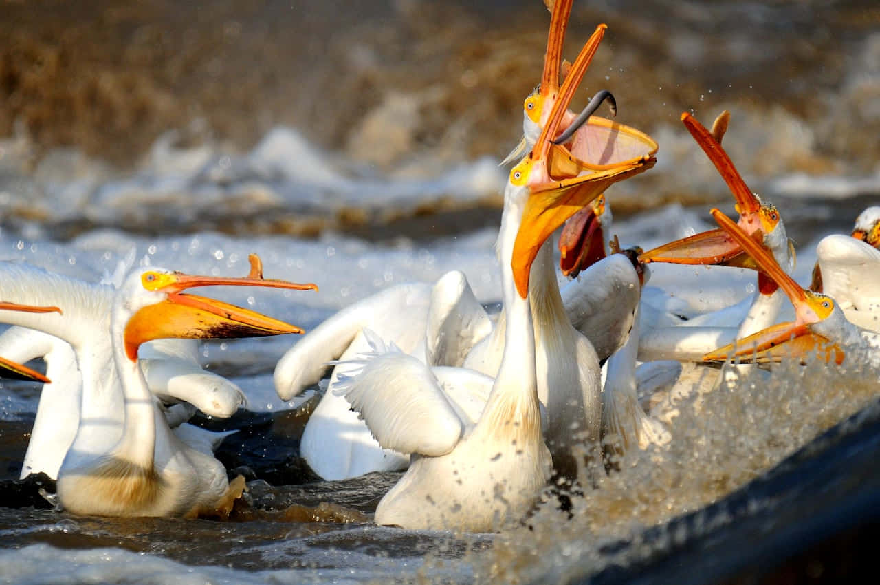 New orleans pelicans, white pelicans, orange beaks, HD Desktop Wallpaper