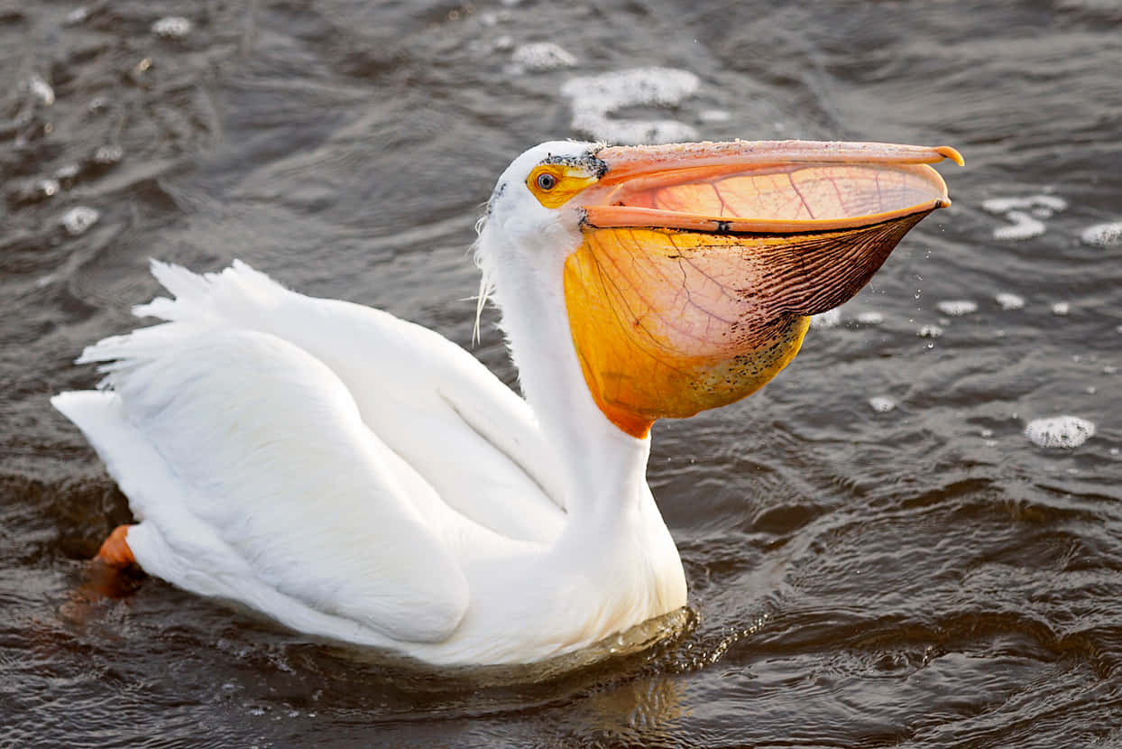 white pelican, large orange beak, dark rippling water, SD Desktop Wallpaper