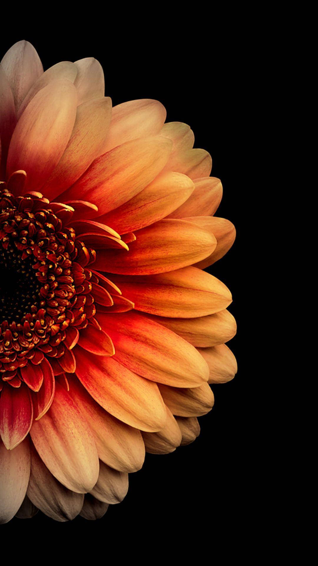 orange gerbera daisy, gradient petals, stark black background, Full HD Phone Wallpaper