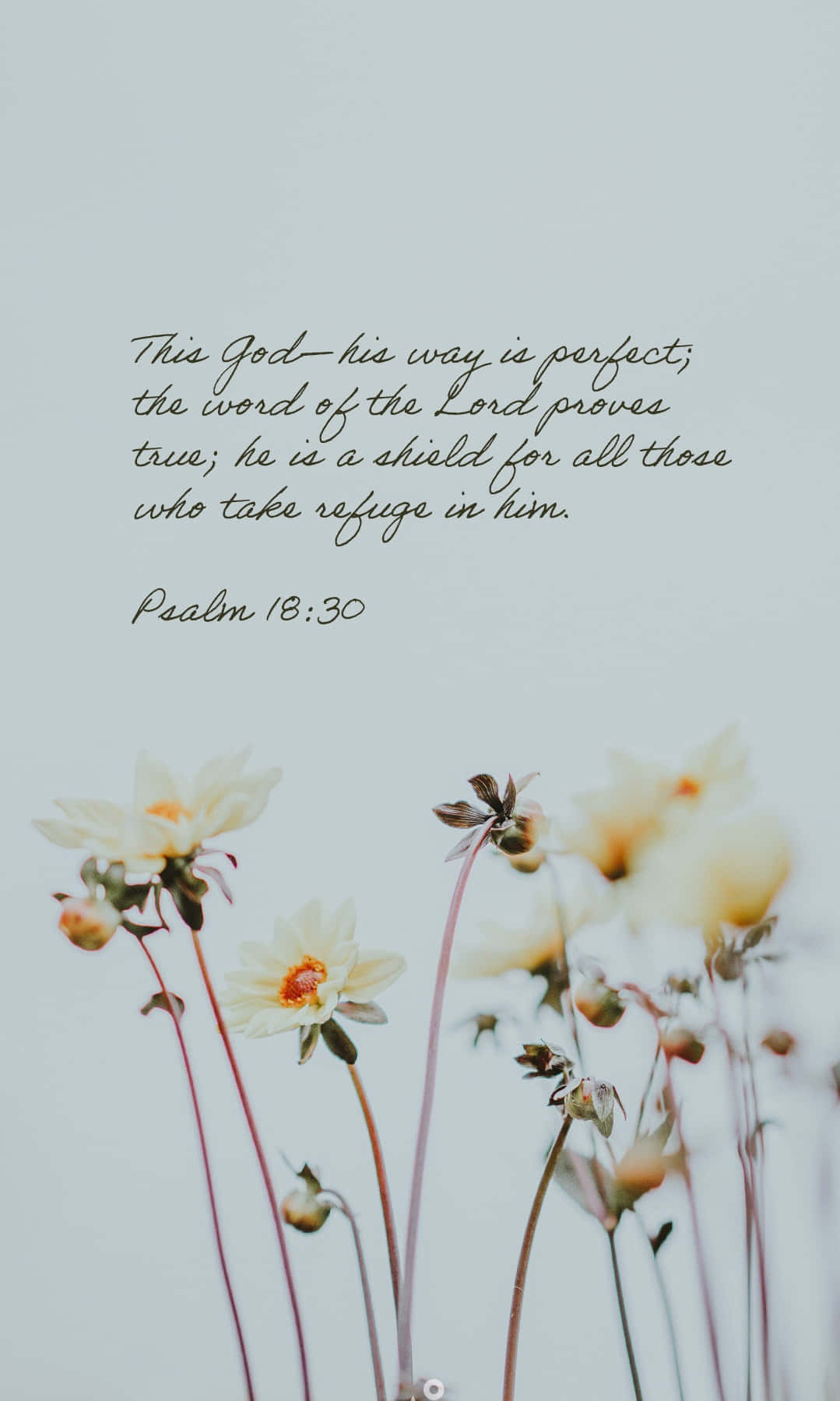 New Testament, white flowers, orange centers, HD Phone Wallpaper