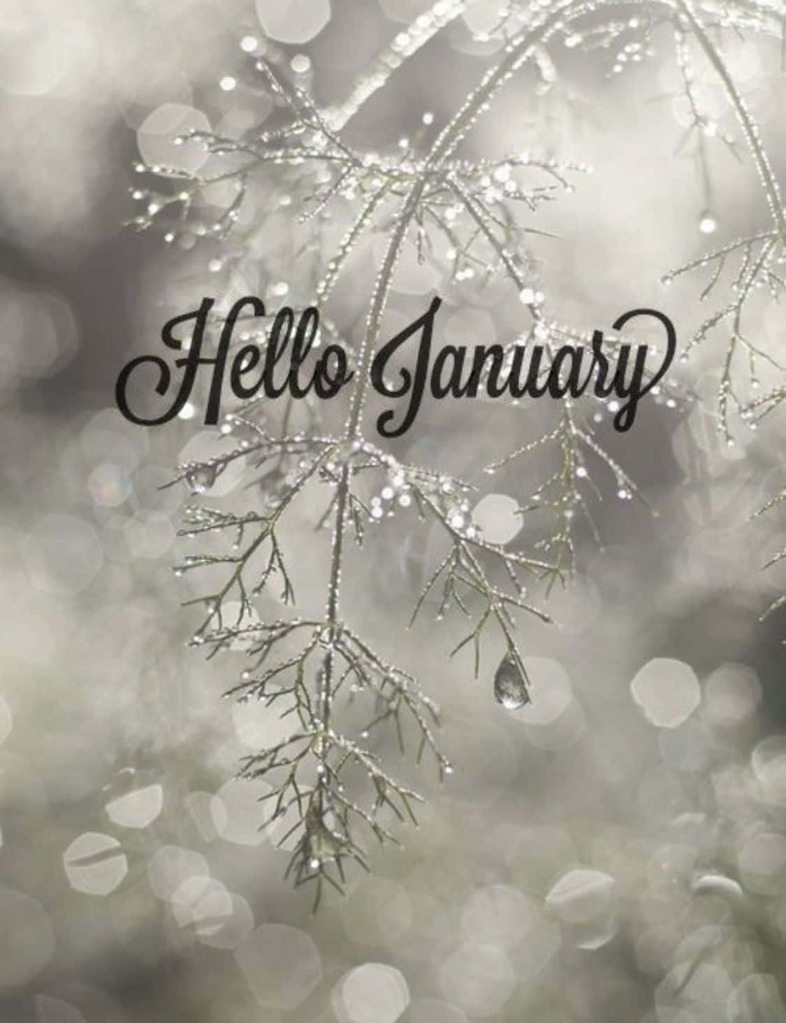January Phone, frosty evergreen branches, dewdrops, HD Phone Wallpaper
