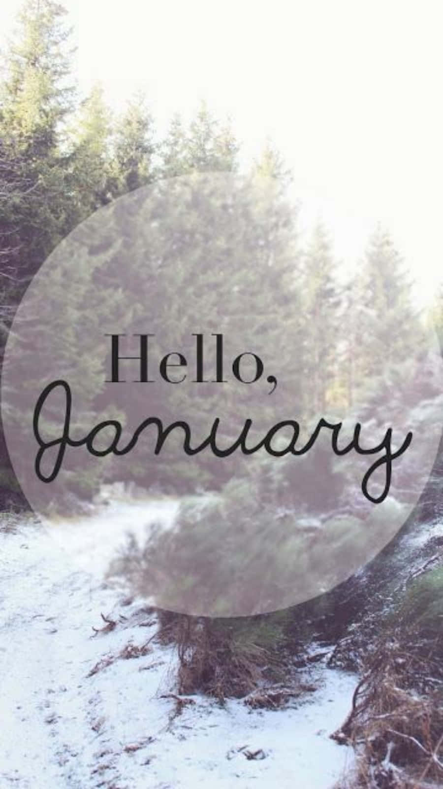 January Phone, Snow, forest floor, HD Phone Wallpaper