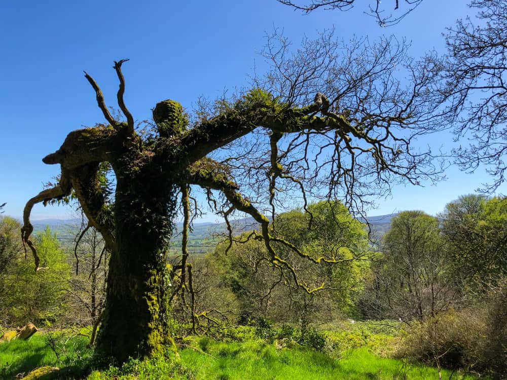 mossy tree, ancient tree, twisted branches, SD Desktop Wallpaper