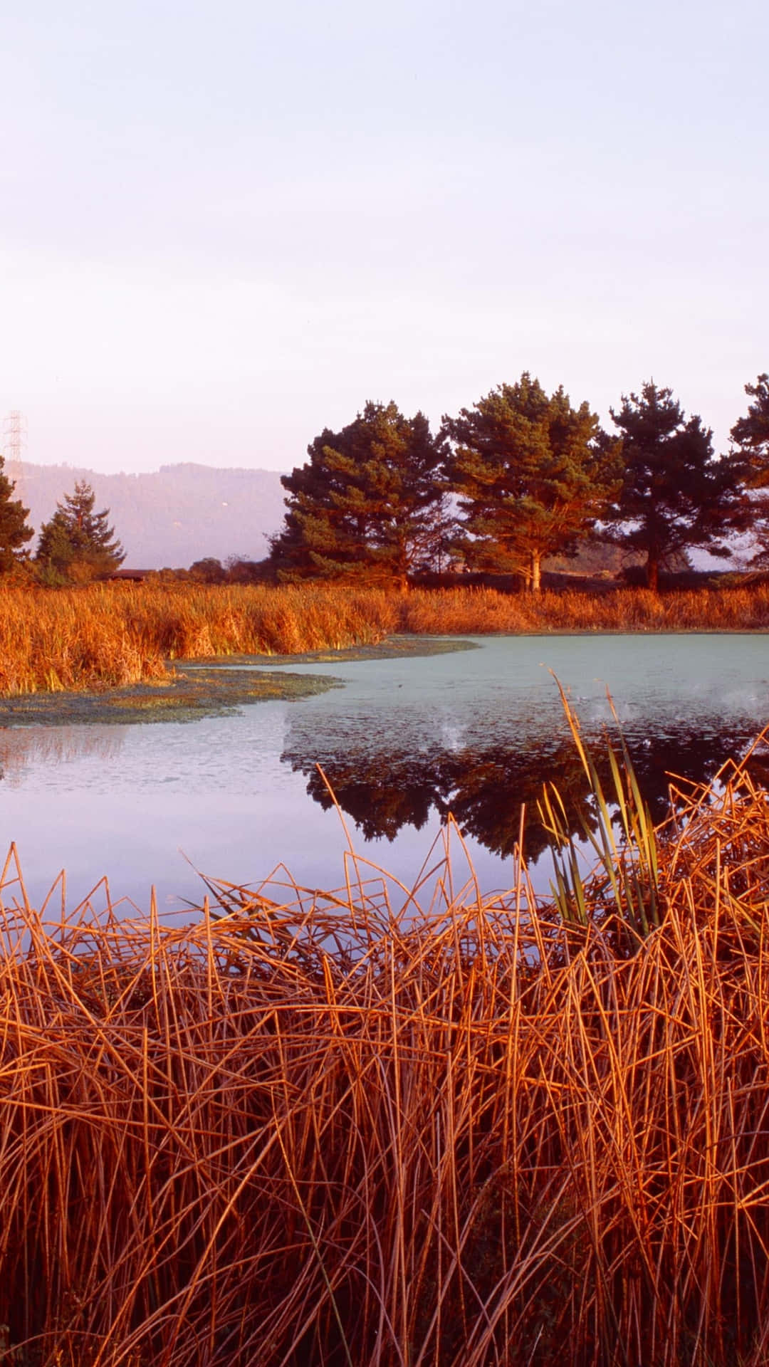 Nexus 5, sunset, pond, Full HD Phone Wallpaper