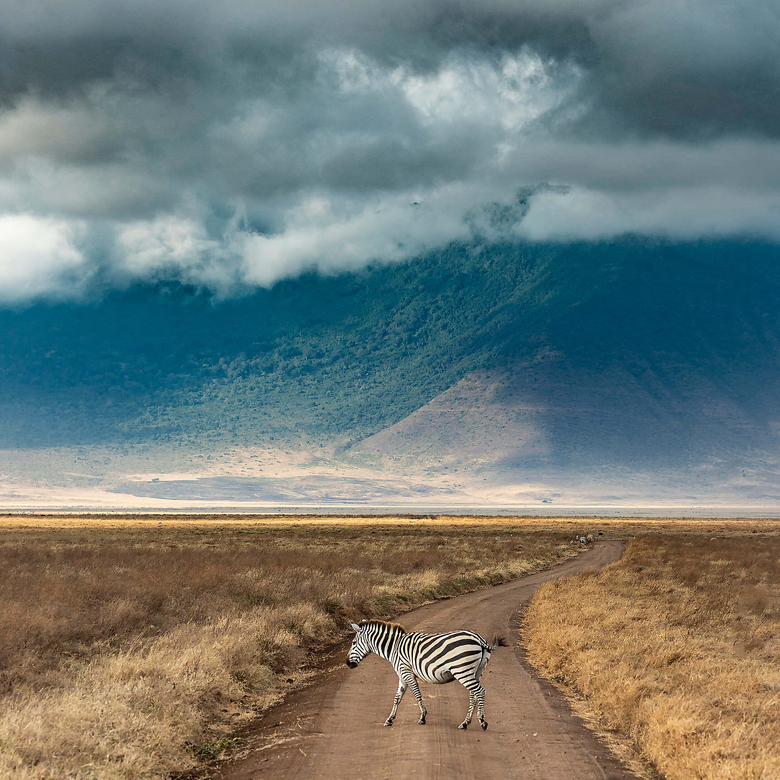 zebra, northern Tanzania, Ngorongoro Crater, Full HD Desktop Wallpaper