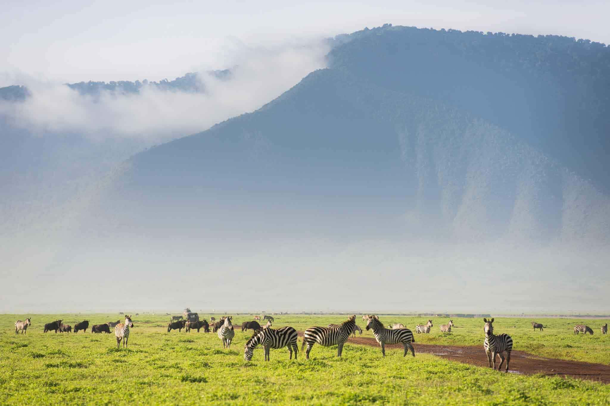 Ngorongoro Crater, zebra, lush green savanna, Full HD Desktop Wallpaper