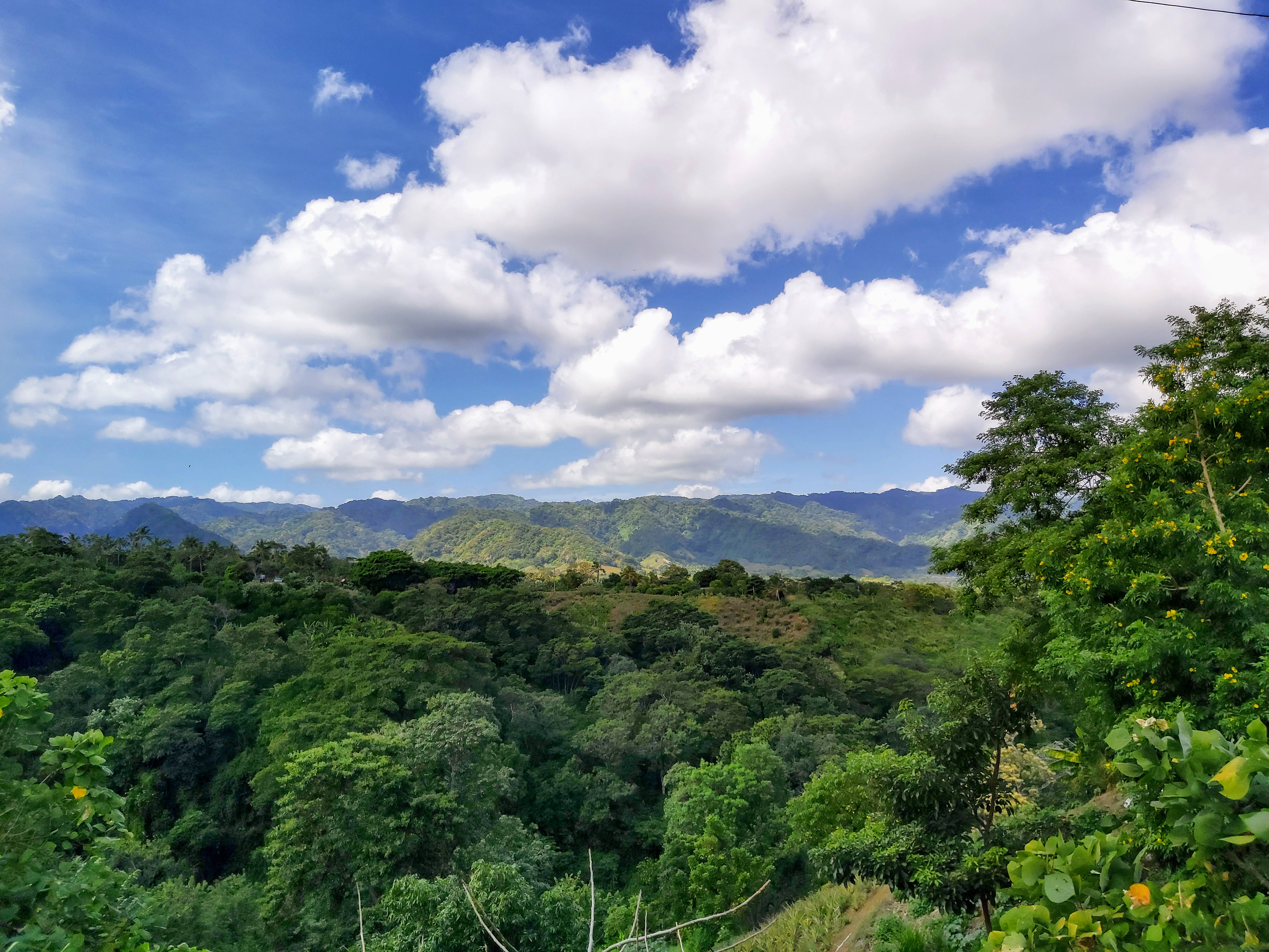 green forest, blue sky, emerald jungle, 5K Desktop Wallpaper