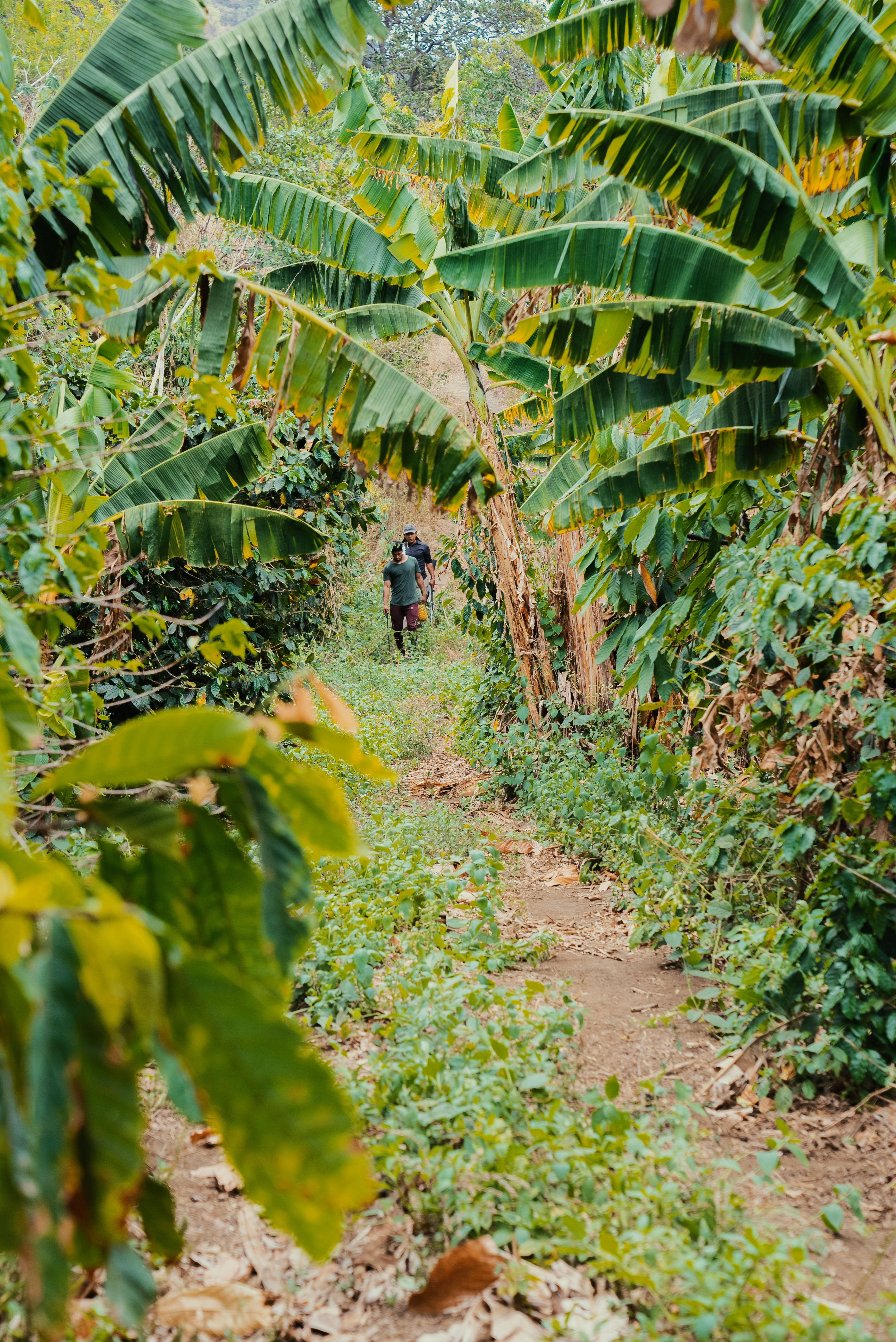 trees, farm, Nicaragua, 4K Phone Wallpaper