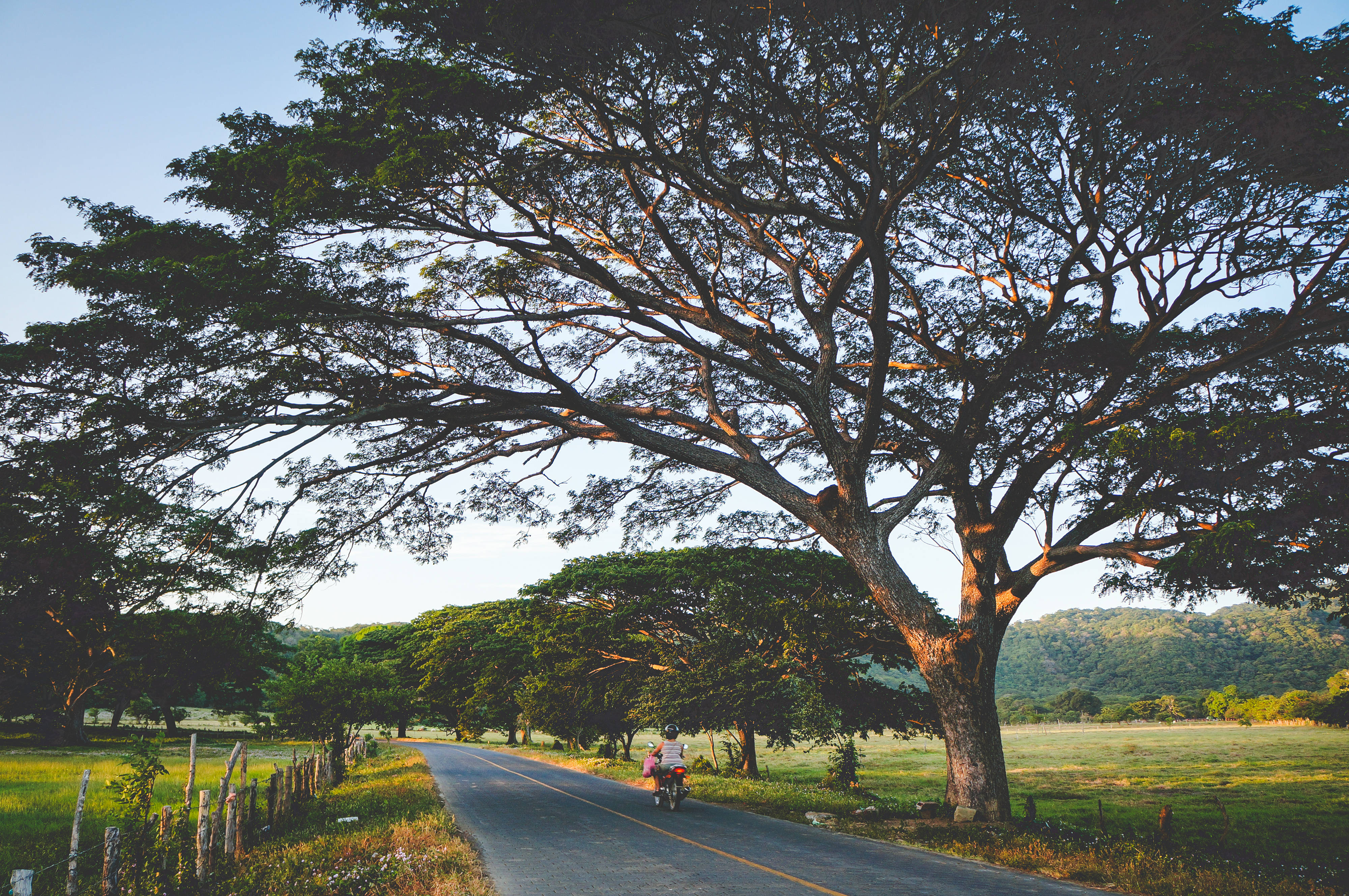 trees, park, rural road, 4K Desktop Wallpaper