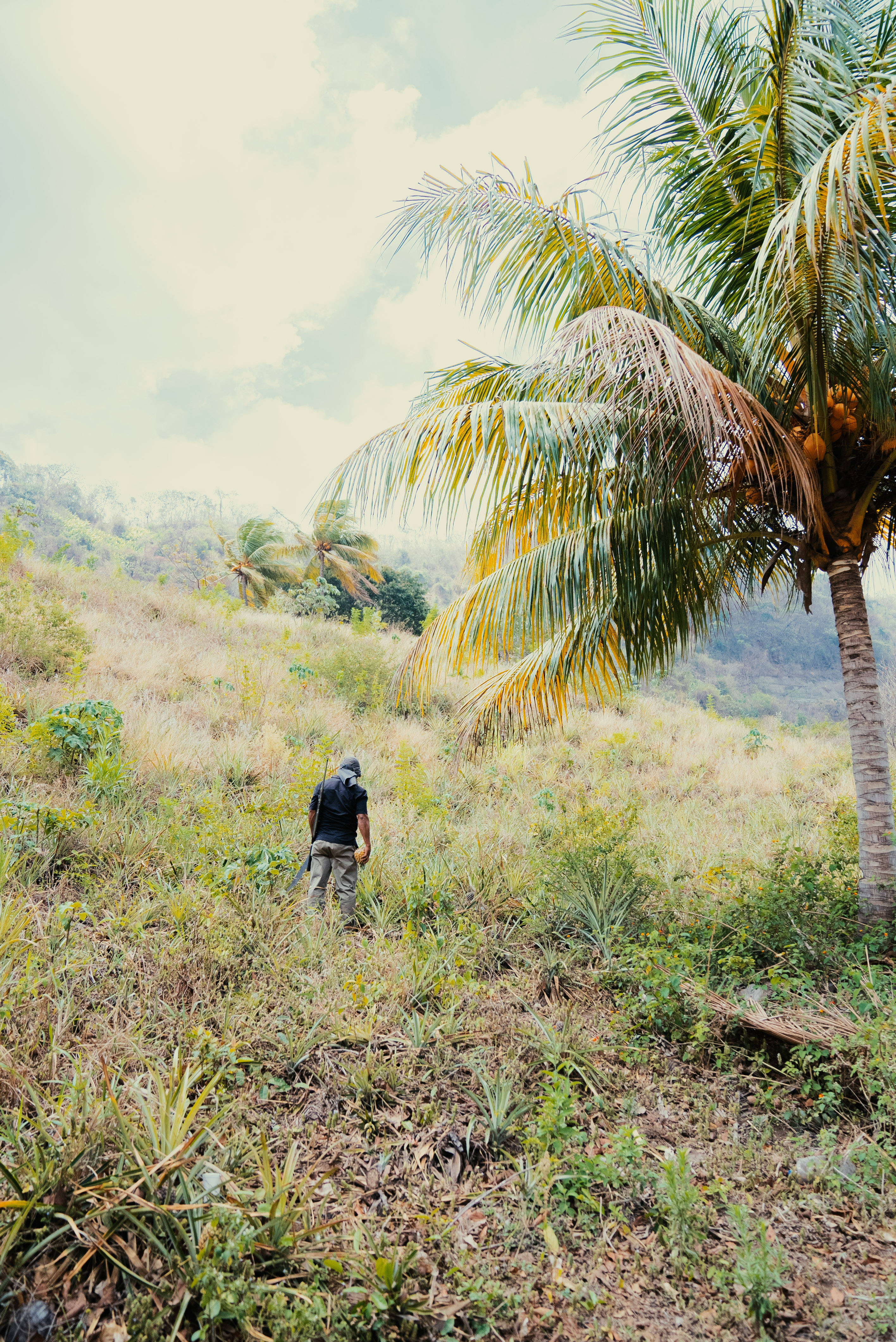 Nicaragua, green farm, sunlit grassy hillside, 4K Phone Wallpaper
