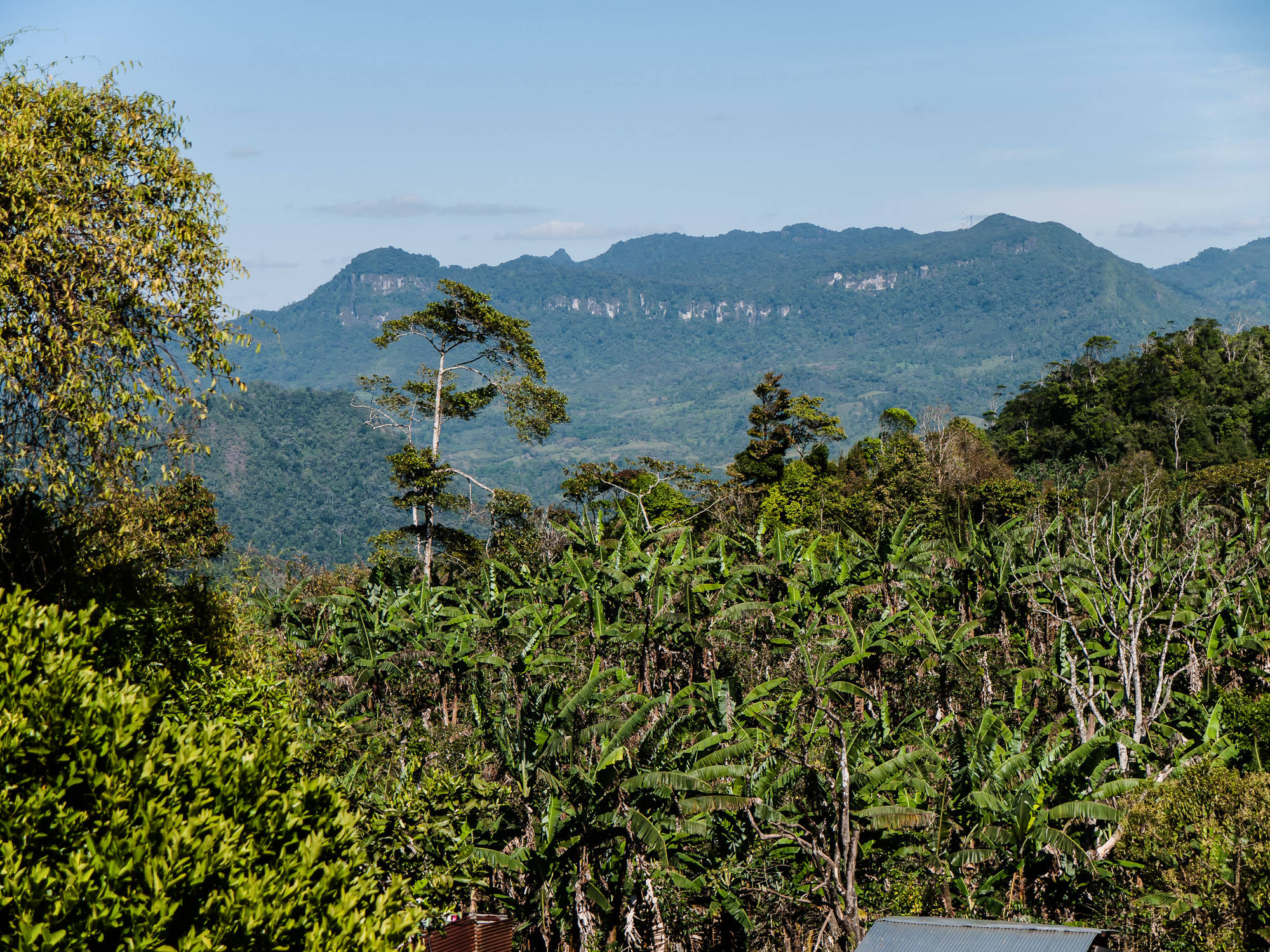 Nicaragua, tropical rainforest, jungle foliage, Full HD Desktop Wallpaper