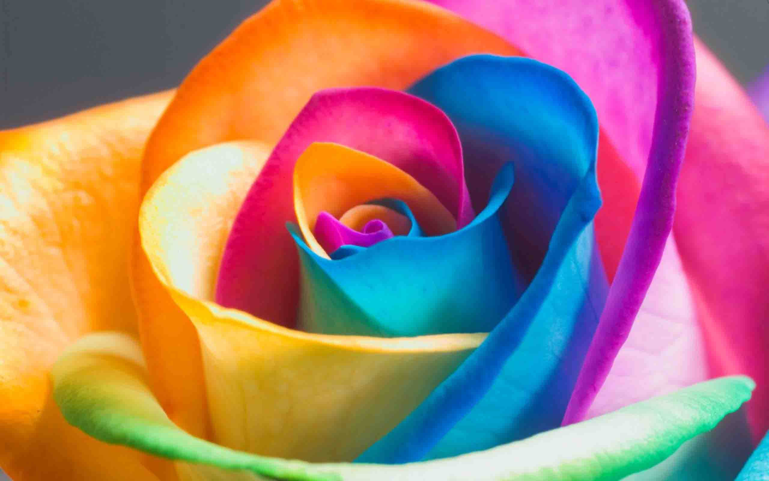 colorful rose, rainbow rose, orange, 2K Desktop Wallpaper