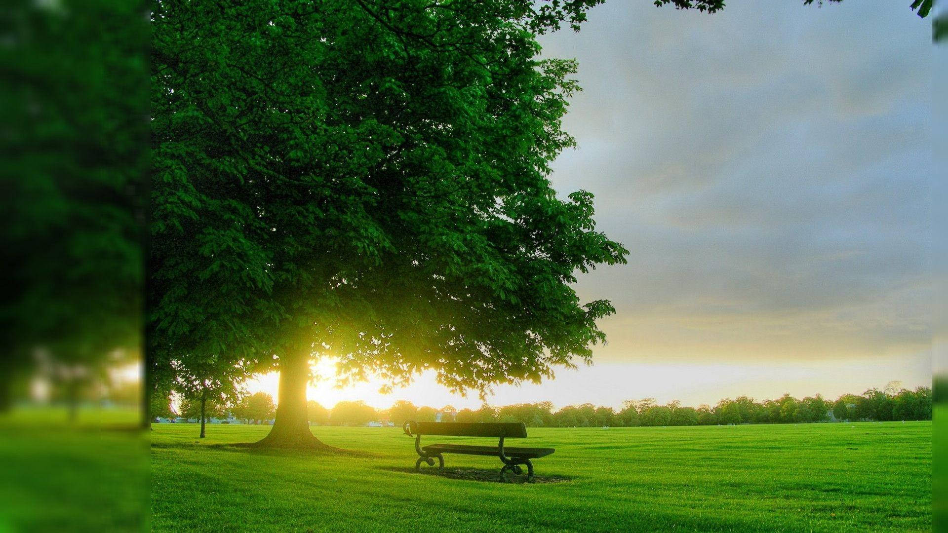 Nice, green, nature, Full HD Desktop Wallpaper