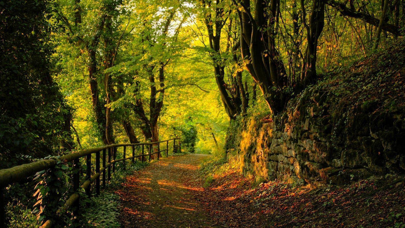 green forest, winding forest path, golden sunlight, HD Desktop Wallpaper