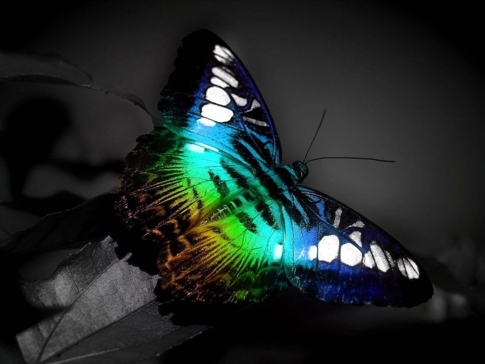 colorful butterfly, iridescent butterfly, blue green wings, HD Desktop Wallpaper