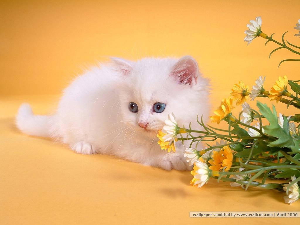 white Persian cat, blue eyes, yellow and white daisies, SD Desktop Wallpaper