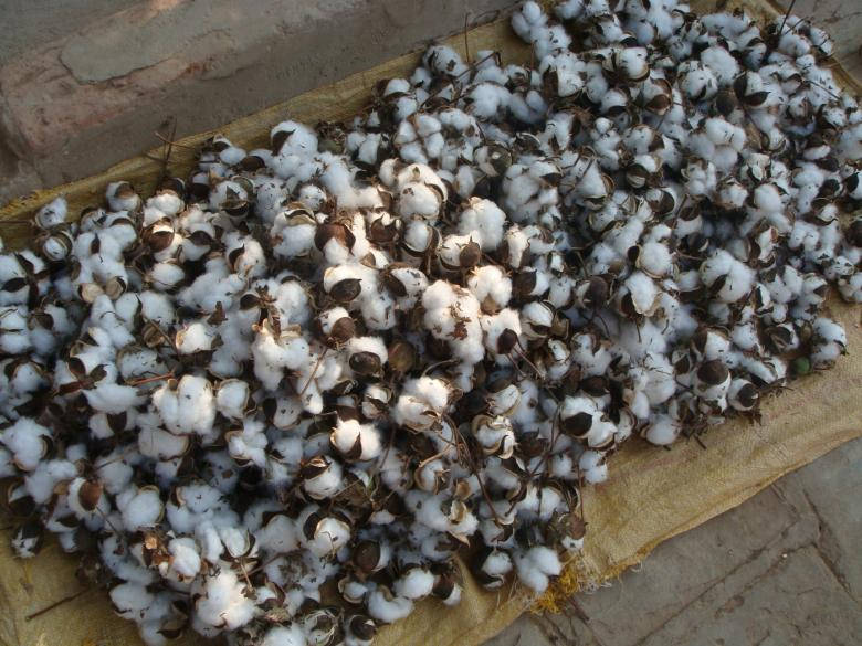 Nice Cotton Crops, cotton bolls, fluffy white fibers, SD Desktop Wallpaper