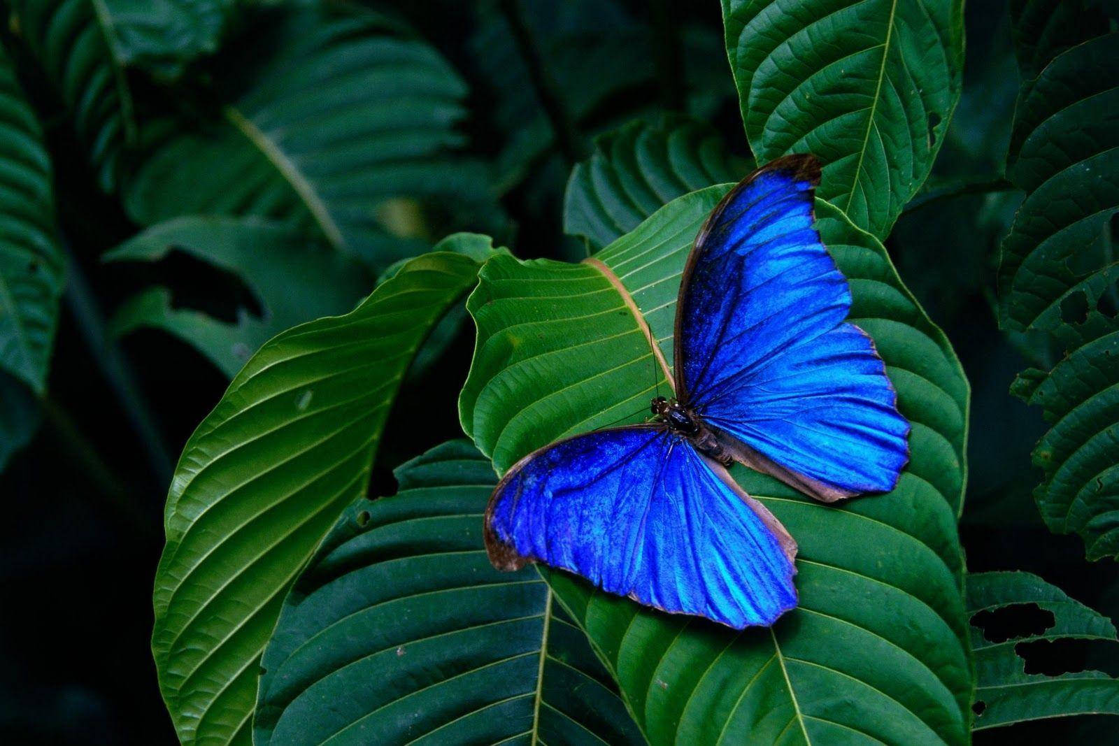 blue morpho butterfly, green leaf, lush foliage, HD Desktop Wallpaper
