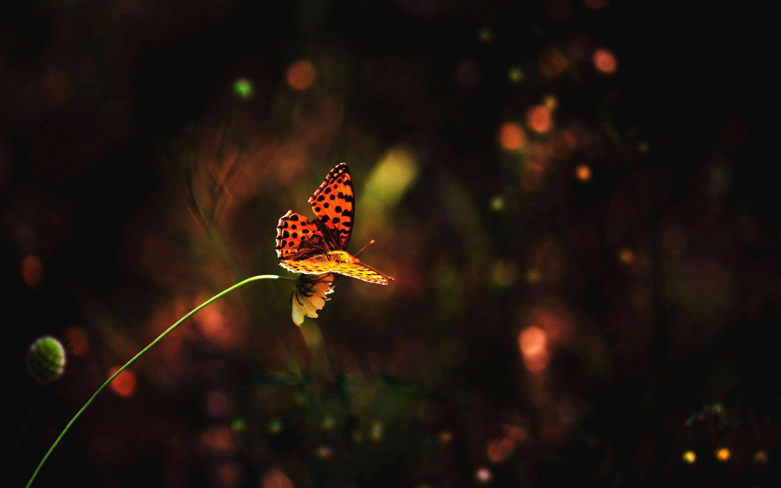 dotted orange night butterfly, orange butterfly, black spots, 2K Desktop Wallpaper