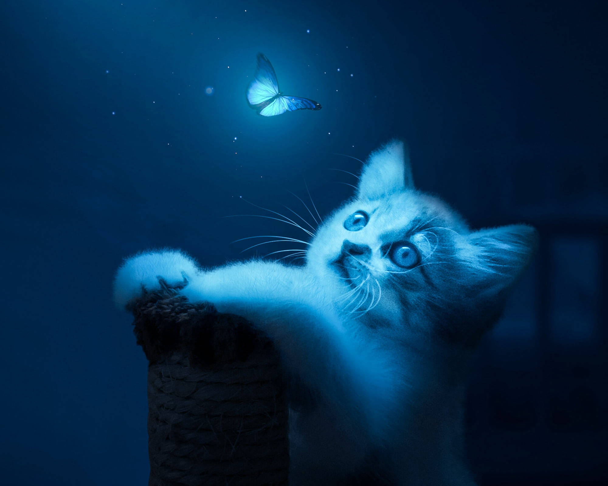 Night Butterfly, glowing blue butterfly, starry night sky, Full HD Desktop Wallpaper