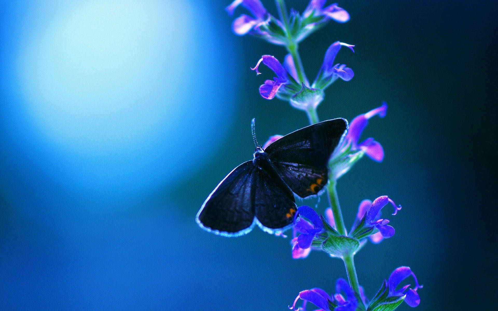blue night, purple wildflower butterfly, dark-winged butterfly, Full HD Desktop Wallpaper