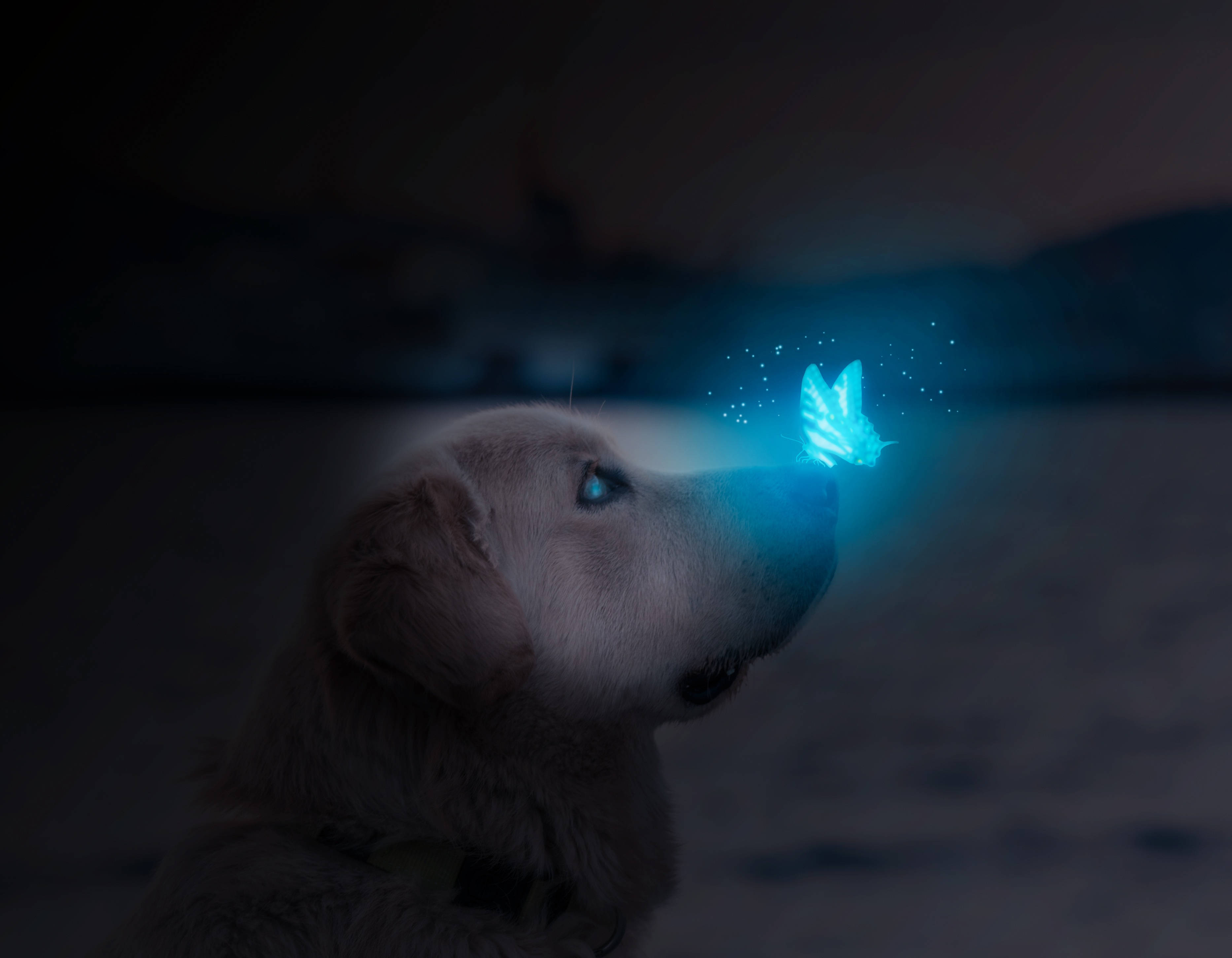golden retriever puppy, glowing blue butterfly, darkened beach scene, 2K Desktop Wallpaper
