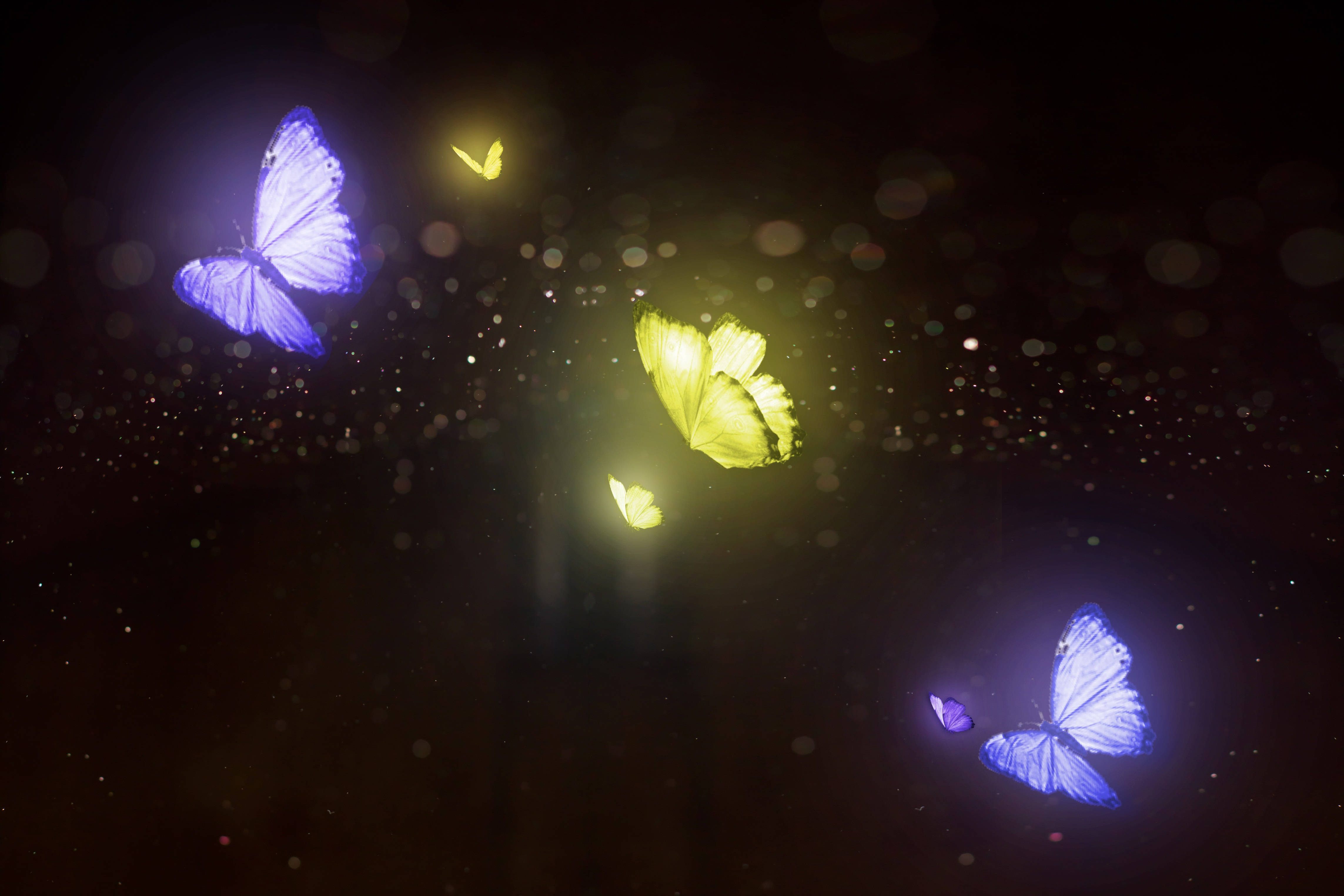 purple and yellow night butterfly, glowing purple, glowing yellow, 4K Desktop Wallpaper
