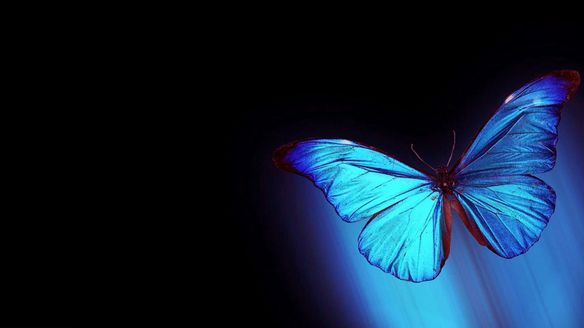 Dark Butterfly, blue morpho butterfly, deep black background, Full HD Desktop Wallpaper