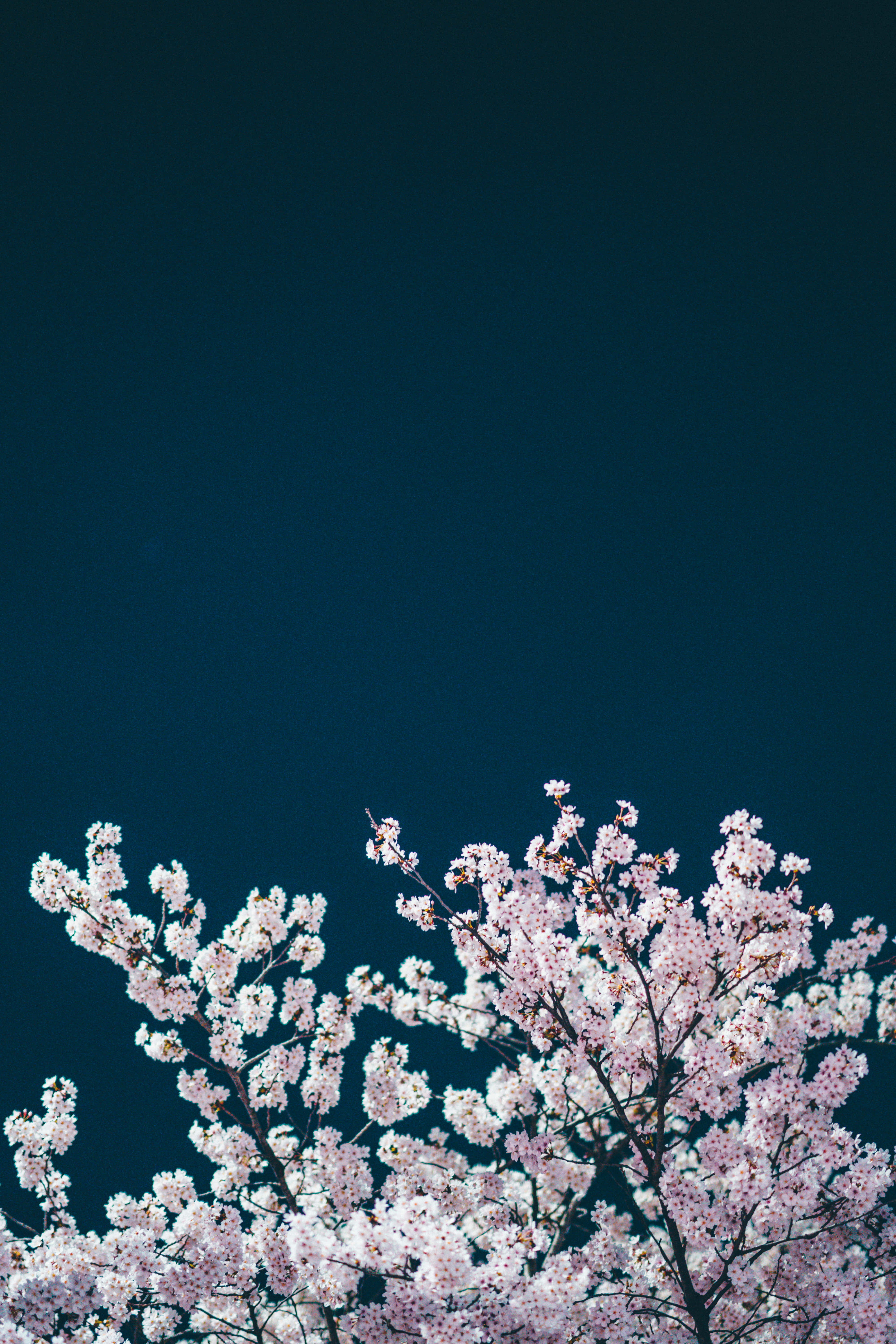 Night Cherry Blossom, pink cherry blossoms, deep teal sky, 5K Phone Wallpaper