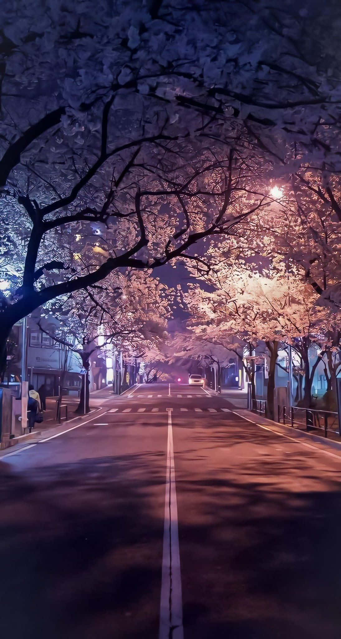 Night Cherry Blossom, cherry blossom trees, warm streetlights, Full HD Phone Wallpaper