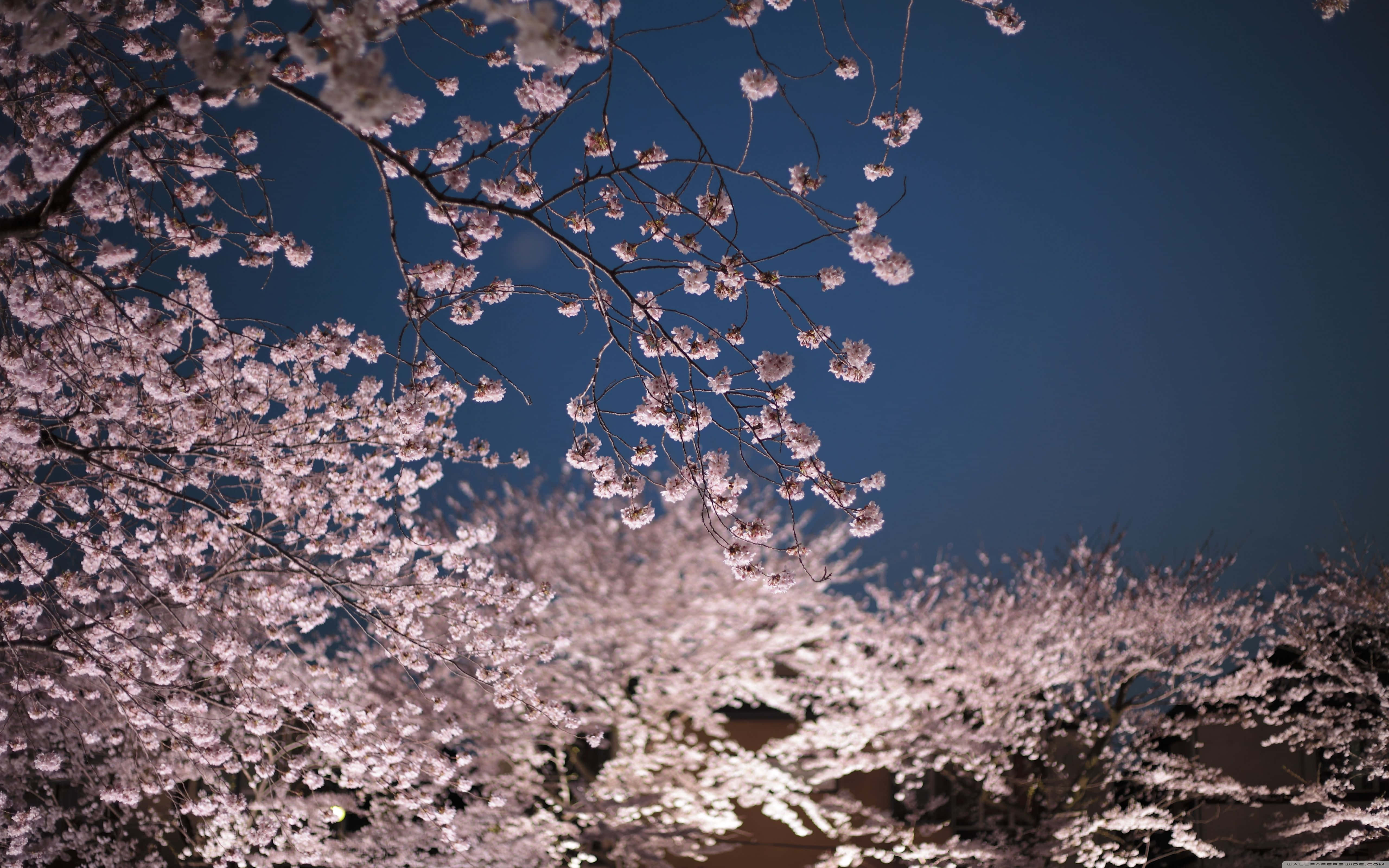Night Cherry Blossom, cherry blossoms, deep blue night sky, 5K Desktop Wallpaper