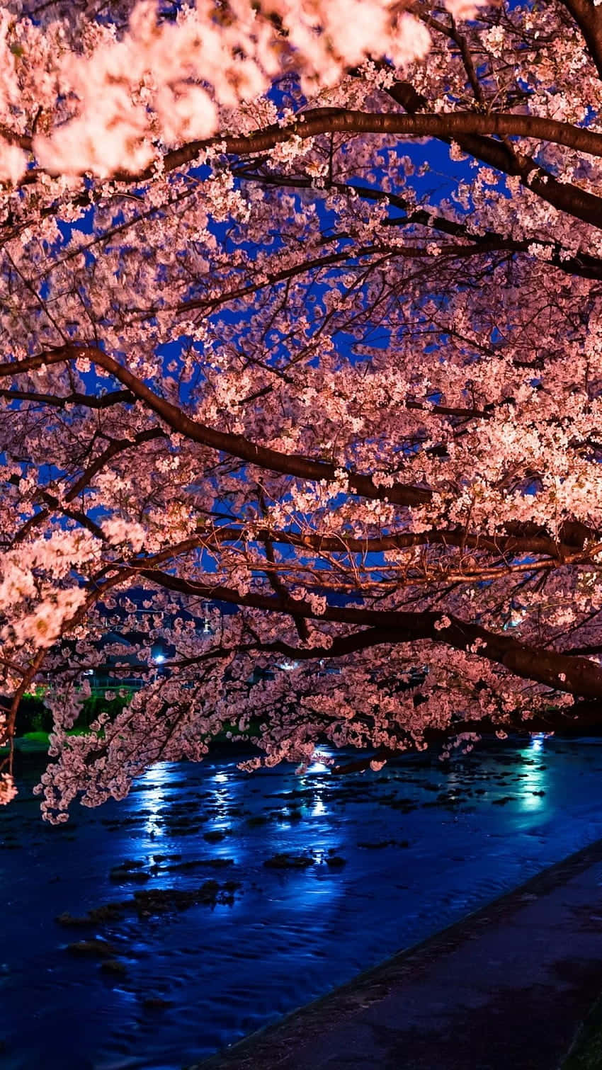 Night Cherry Blossom, cherry blossom tree, pink cherry blossoms, HD Phone Wallpaper
