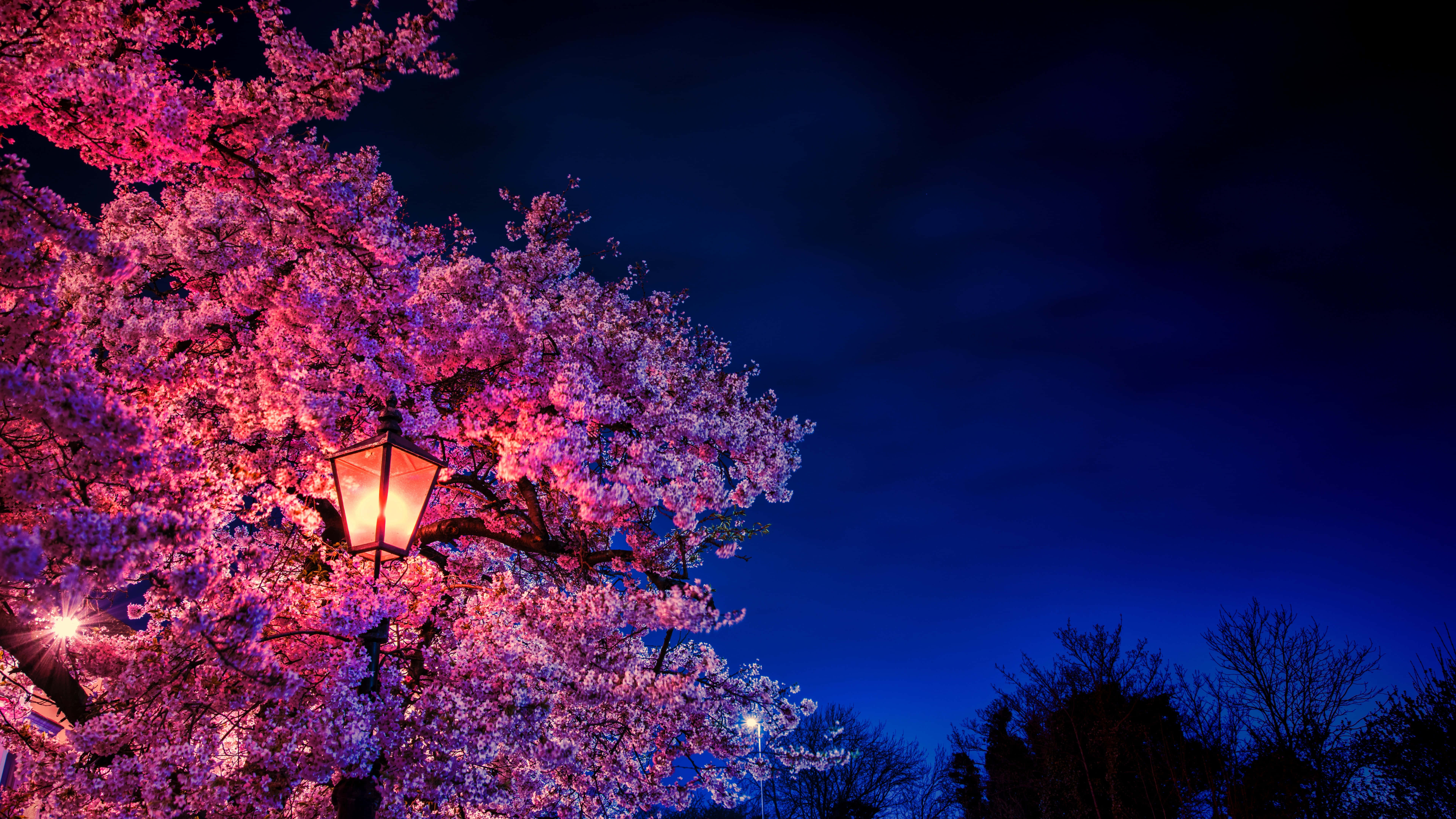 Night Cherry Blossom, cherry blossom tree, pink, 8K Desktop Wallpaper