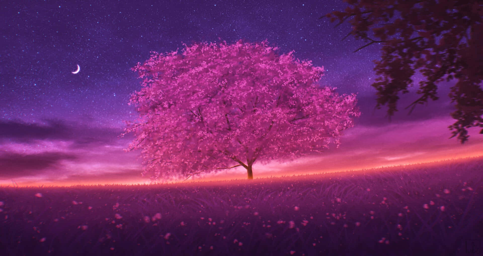night cherry blossom, pink cherry blossom tree, starry purple sky, Full HD Desktop Wallpaper