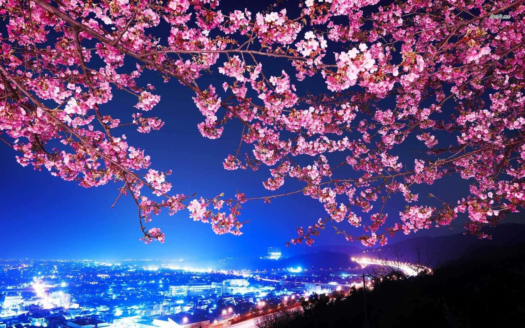 Night Cherry Blossom, pink cherry blossoms, glowing cityscape, HD Desktop Wallpaper