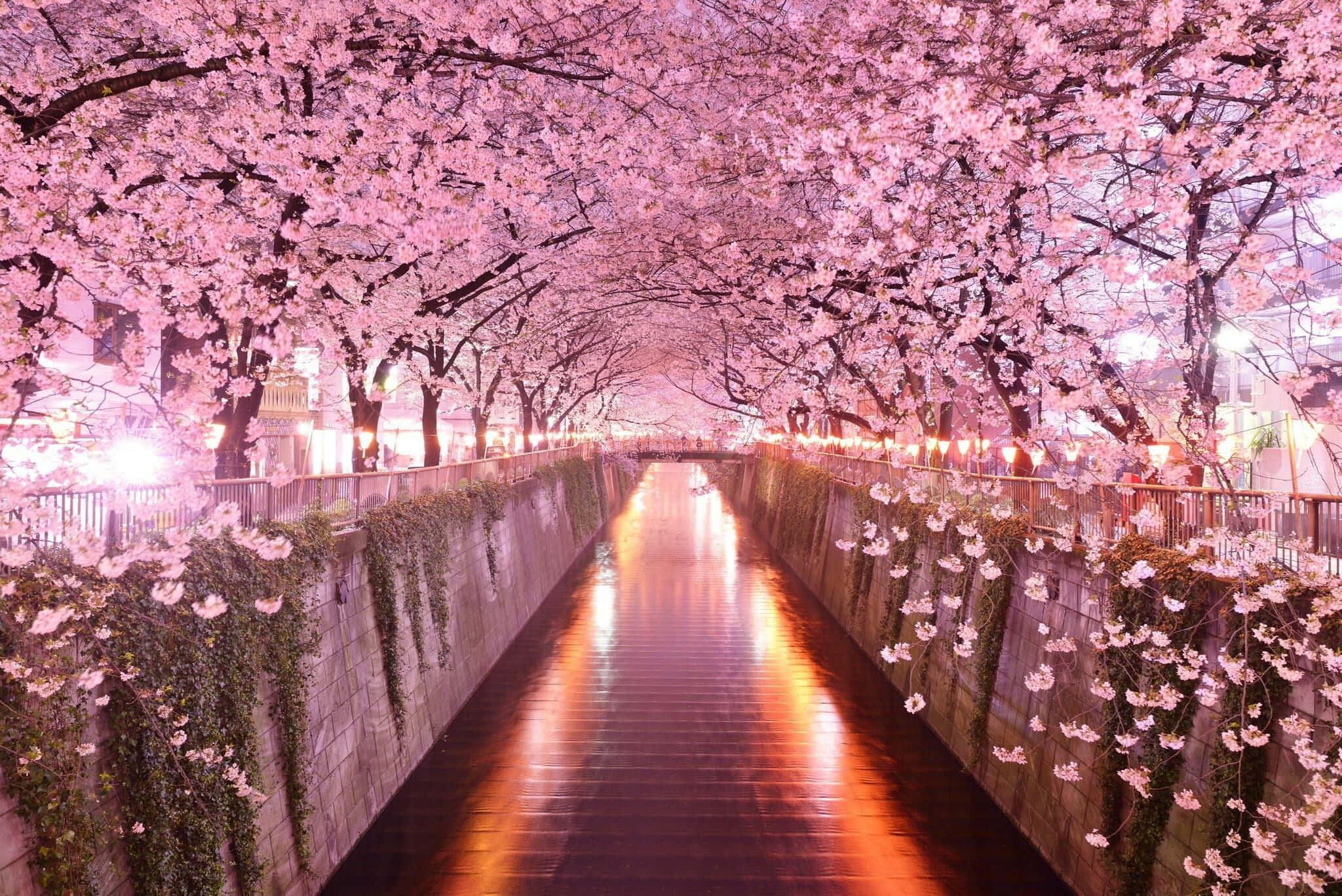 Night Cherry Blossom, glowing cherry blossoms, pink canopy, Full HD Desktop Wallpaper