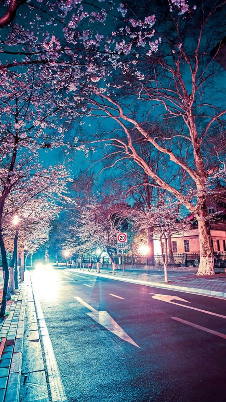 Night Cherry Blossom, cherry blossom trees, streetlights, HD Phone Wallpaper