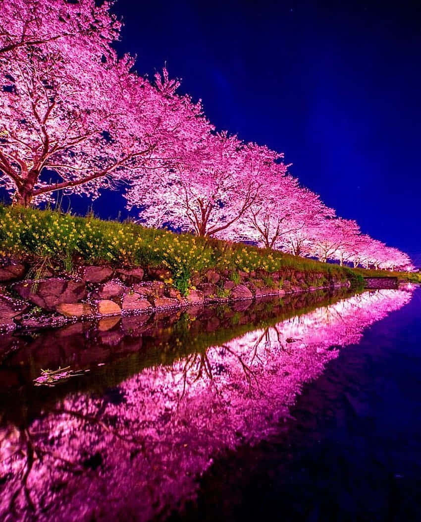 Night Cherry Blossom, cherry blossom trees, pink, SD Phone Wallpaper