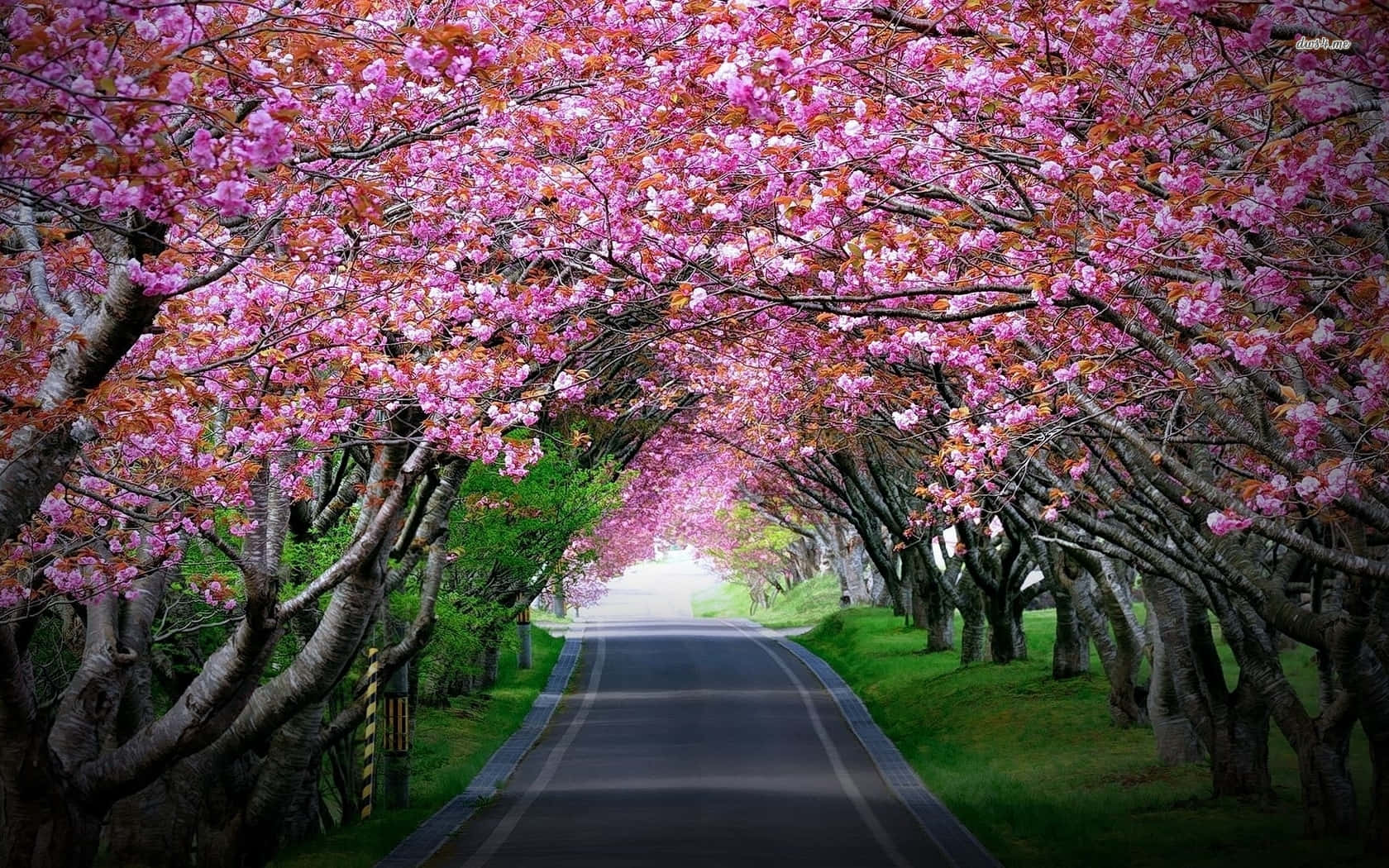 Night Cherry Blossom, cherry blossoms, winding road, HD Desktop Wallpaper