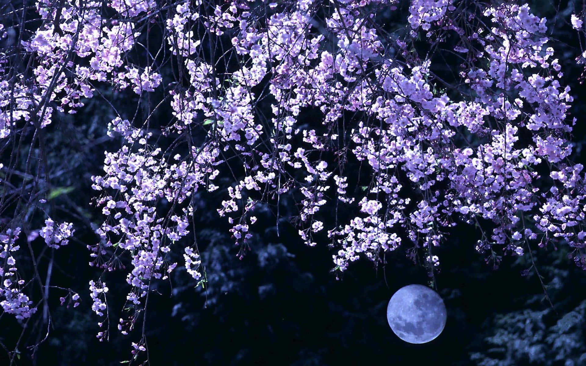 Night Cherry Blossom, purple cherry blossoms, dark night sky, Full HD Desktop Wallpaper