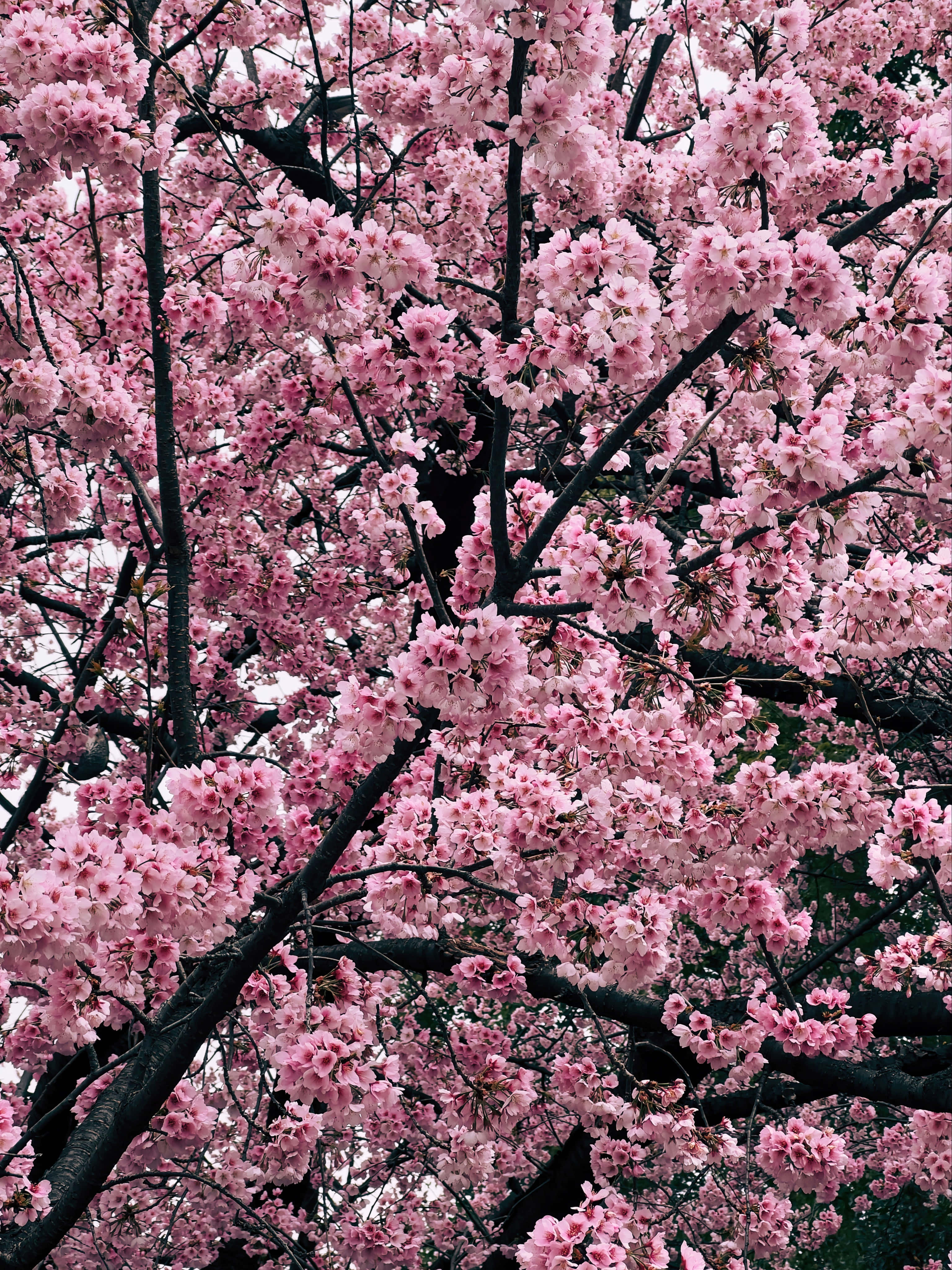 Night Cherry Blossom, pink cherry blossoms, dark tree branches, 4K Phone Wallpaper