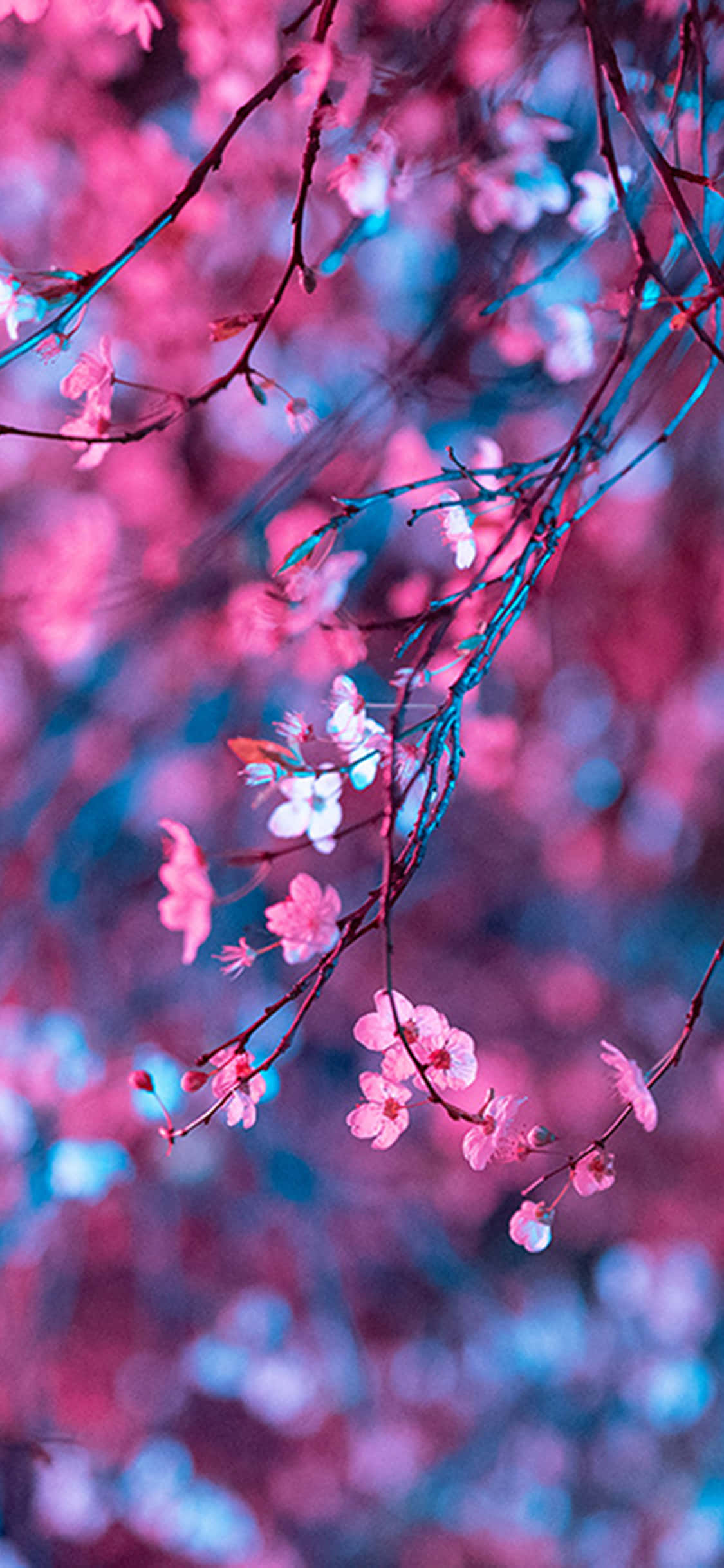 Night Cherry Blossom, cherry blossoms, pink, Full HD Phone Wallpaper